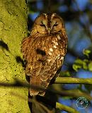 Tawny Owl 8T014D-17